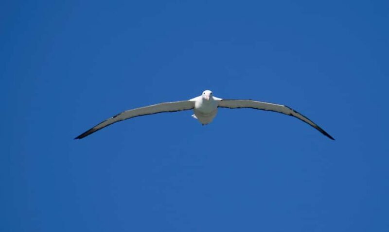 From Dunedin: City, Otago Peninsula & Albatross Guided Tour - The Value of This Tour