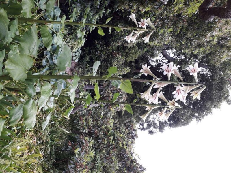 From Dunedin: City, Otago Peninsula & Albatross Guided Tour - FAQ