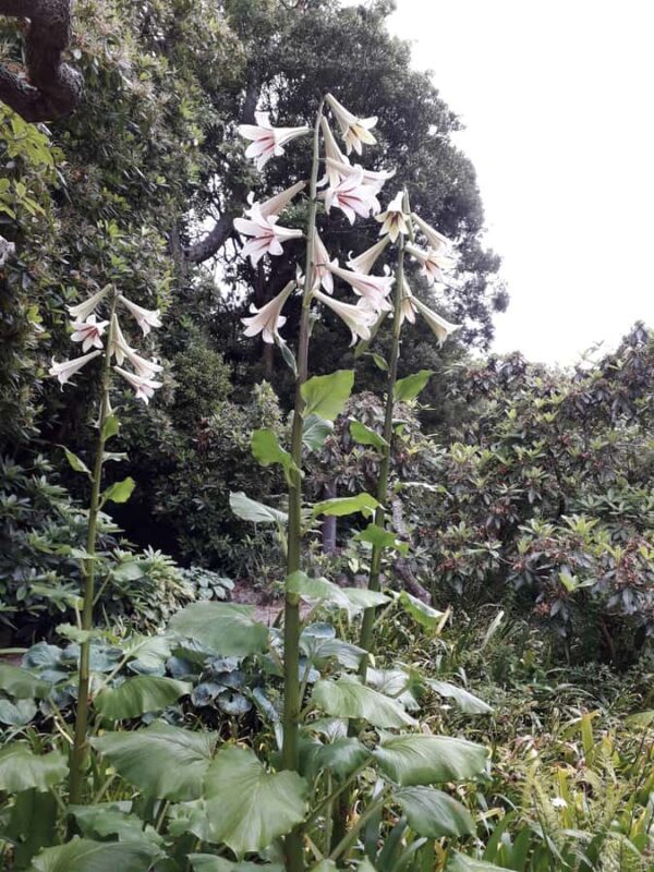 From Dunedin: City, Otago Peninsula & Albatross Guided Tour - Final Thoughts