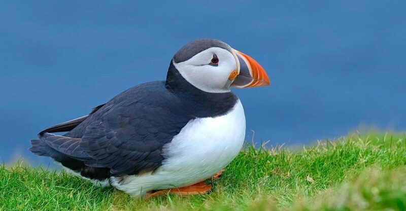 From Edinburgh: 6-Day Shetland & Nothernmost Explorer - Key Points