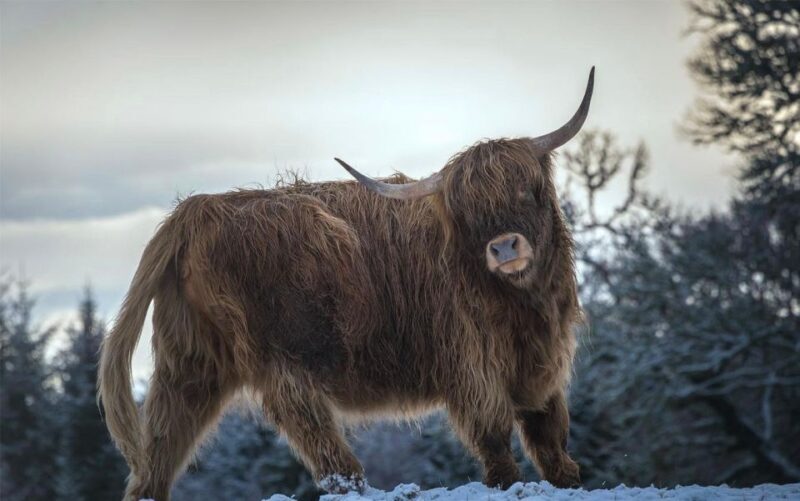 From Edinburgh/Glasgow: 3-Day Isle of Skye & Highland Tour - Who Is This Tour Best For?