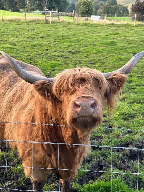 From Edinburgh: Glenfinnan, Fort William and Highland Cows - Authentic Reviews from Travelers