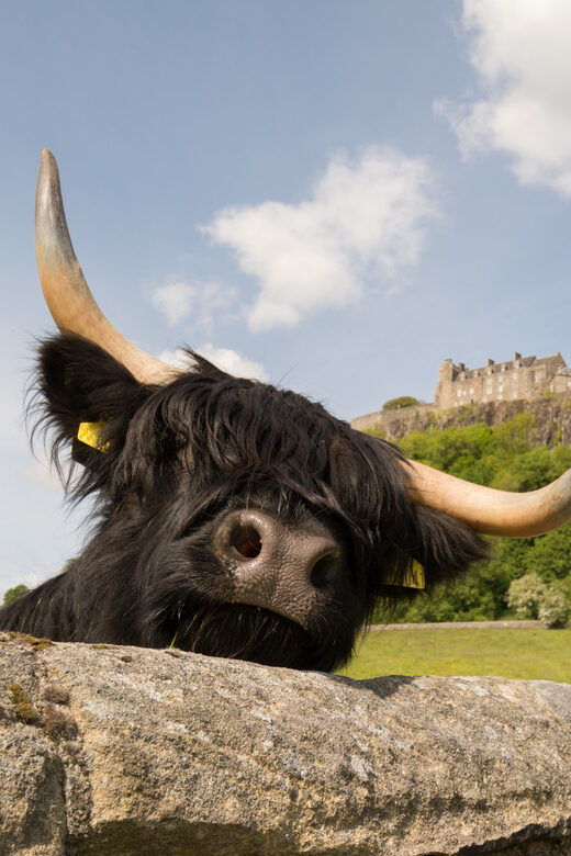 From Edinburgh: Loch Lomond, Stirling Castle & Kelpies Tour - The Real Deal: What Travelers Say