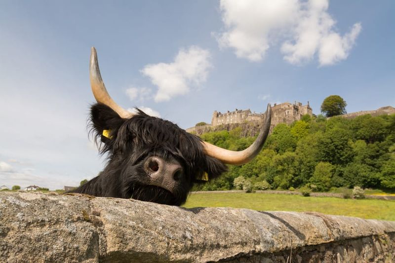 From Edinburgh: Loch Lomond, Stirling Castle & Kelpies Tour - Stirling Castle Finale: Volcano Rock, Royals, and Possible Extra Tickets