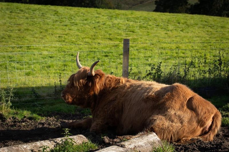 From Edinburgh: Loch Ness, Glencoe & Scottish Highlands Tour - Glencoe Photo Stops: The Highlands Look That Made Movie Magic