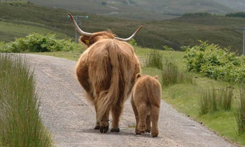 From Edinburgh: Loch Ness & Inverness Tour in Spanish - The Guide and the Experience