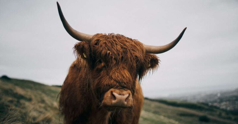 From Edinburgh: Scottish Highlands Full-Day Trip - Final Thoughts