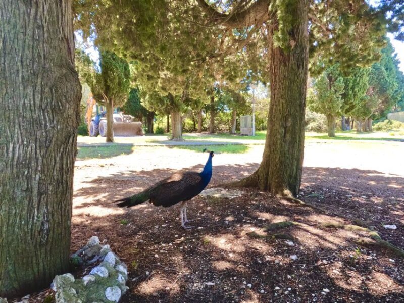 From Faana: Private boat tour of Brijuni Islands - Final Thoughts