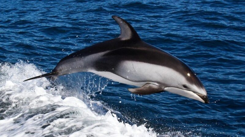 From Faro: Dolphin Watching & 2 Islands Tour - Who Should Consider This Tour?