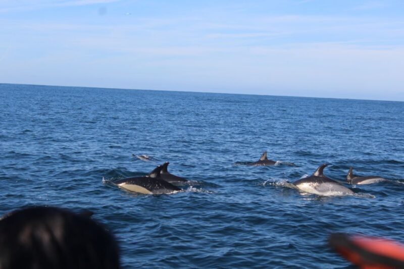 From Faro: Dolphin Watching & 2 Islands Tour - Final Thoughts