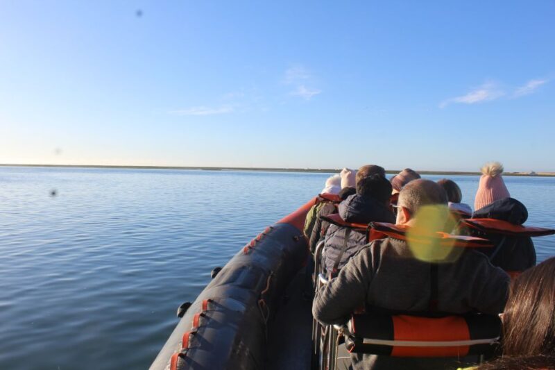 From Faro: Dolphin-Watching & Wildlife - Exploring the Details of the Faro Dolphin & Wildlife Tour