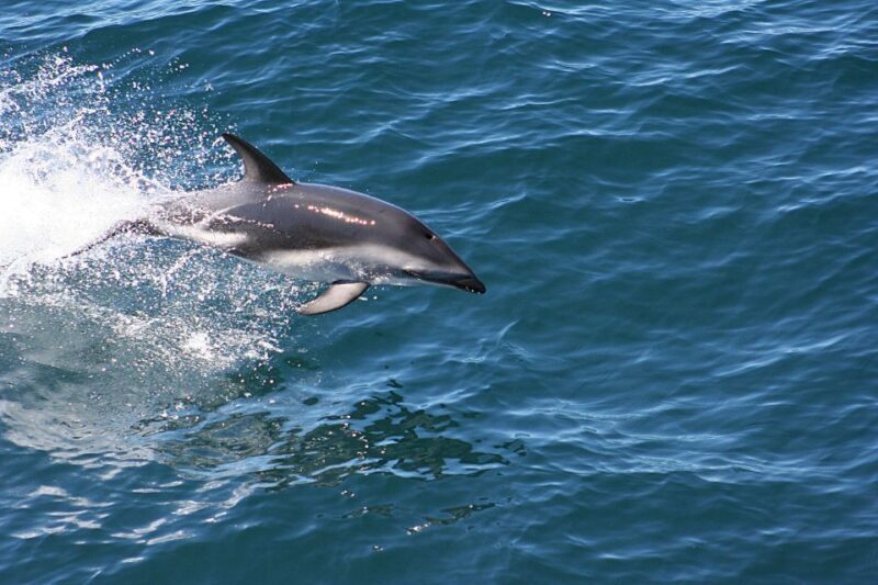 From Faro: Dolphin-Watching & Wildlife - Who Will Love This Tour?