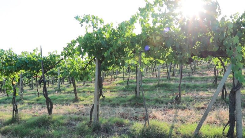 From Florence: Chianti Tour with Two Wine and Food Tastings - Who Should Consider This Tour?