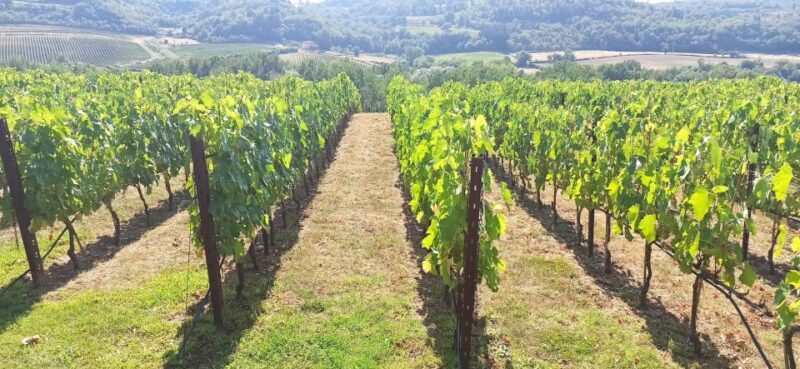 From Florence: Pisa/Chianti Half Day Tour with Wine Tasting - Authentic Traveler Feedback