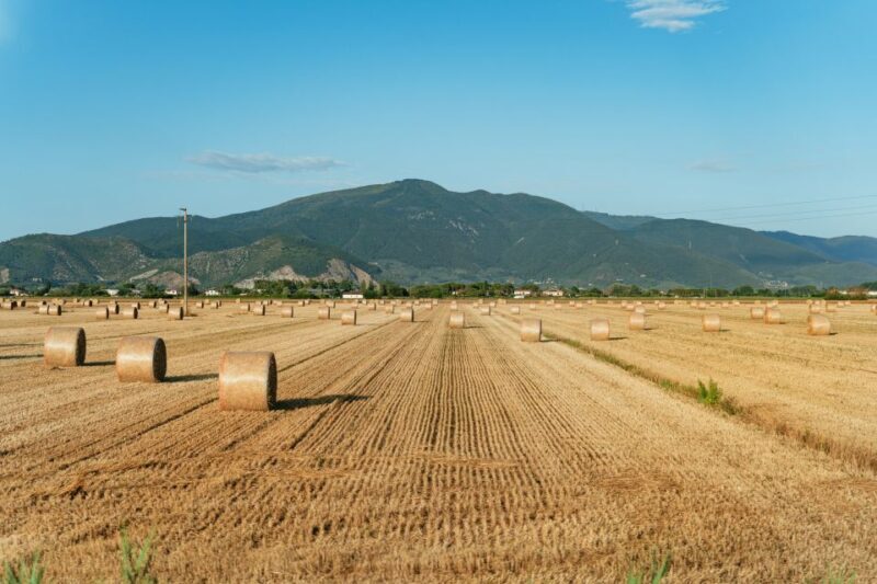 From Florence: Siena, San Gimignano, Pisa & Lunch at Winery - FAQ