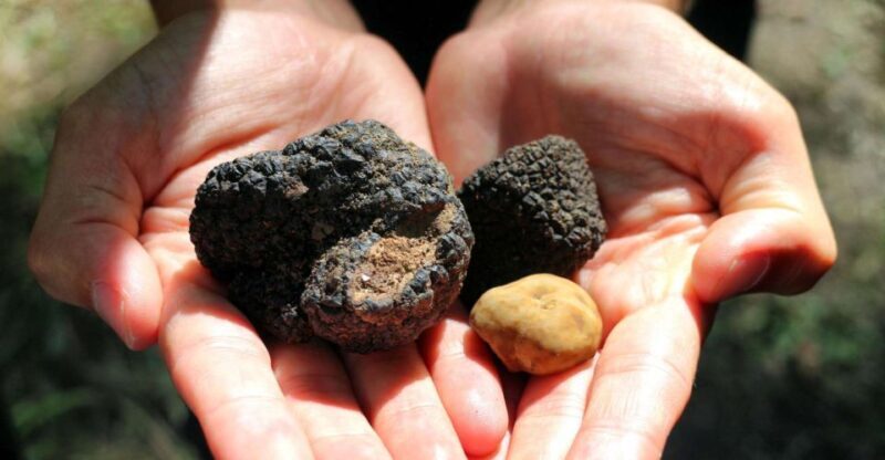 From Florence: Truffle Hunting with Lunch & Transportation - FAQs