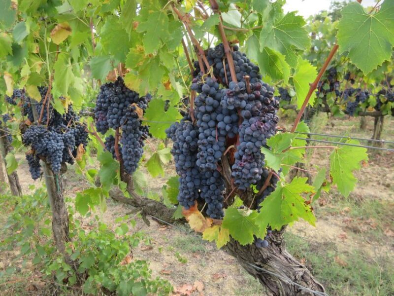 From Florence: Tuscany Vespa Tour with Lunch & Wine - FAQ