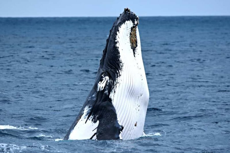 From Fremantle: 2-Hour Luxury Whale-Watching Cruise - Setting the Scene: What to Expect