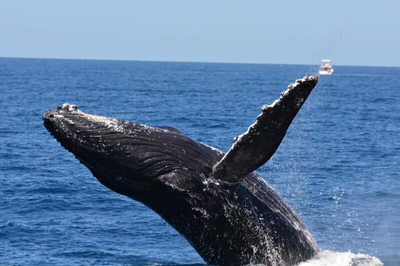 From Fremantle: 2-Hour Luxury Whale-Watching Cruise - What We Loved from the Reviews
