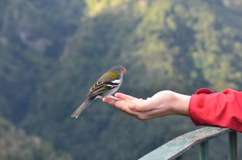 From Funchal: East Tour Madeira 4x4 Jipe Tour Santana Houses - A Closer Look at the Itinerary and What You’ll Experience