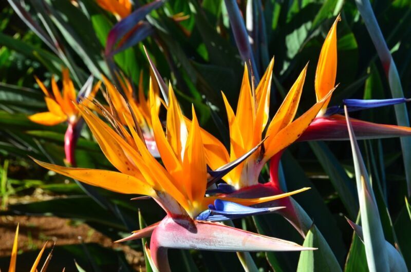 From Funchal: East Tour Madeira 4x4 Jipe Tour Santana Houses - FAQs