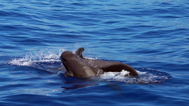 From Funchal: Ecological Catamaran Dolphin Whale Watching - Key Points