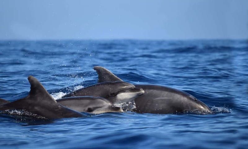 From Funchal: Ecological Catamaran Dolphin Whale Watching - Wildlife you might see (and the reality check that keeps expectations sane)