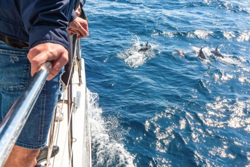 From Funchal: Madeira Dolphin and Whale Watching Tour - What to Expect During the Tour