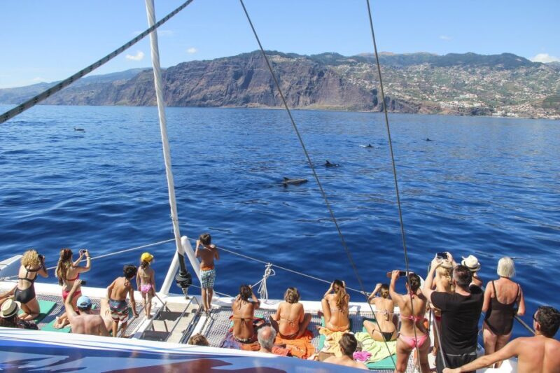 From Funchal: Madeira Dolphin and Whale Watching Tour - FAQ