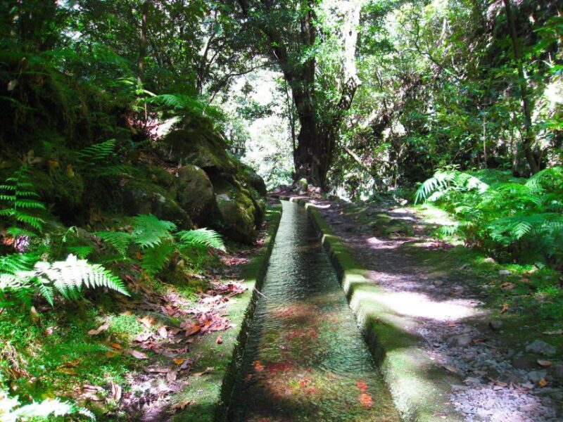 From Funchal: São Jorge Valleys Levada Walk - An In-Depth Look at the São Jorge Valleys Levada Walk