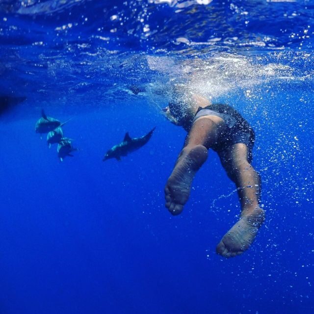 From Funchal: Whale and Dolphin Watching - The Value of the Tour