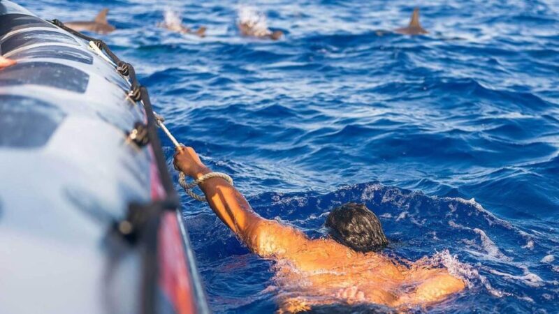 From Funchal: Whale and Dolphin Watching - How the Tour Breaks Down