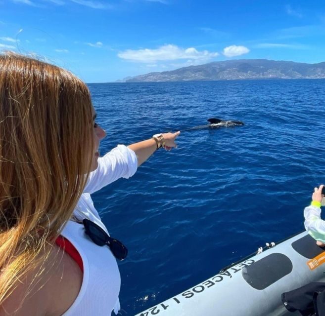 From Funchal: Whale and Dolphin Watching - The Real Experiences From Travelers