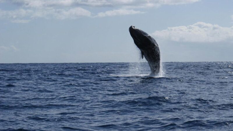 From Funchal: Whale and Dolphin Watching - FAQ
