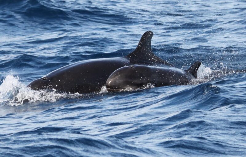From Funchal: Whales and Dolphin Adventure Tour - Who Will Love This Tour?