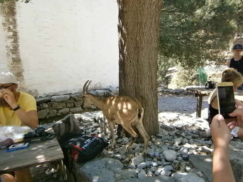 From Georgioupolis: Roundtrip Transfer to Samaria Gorge - Discovering the Unique Landscape of Samaria Gorge