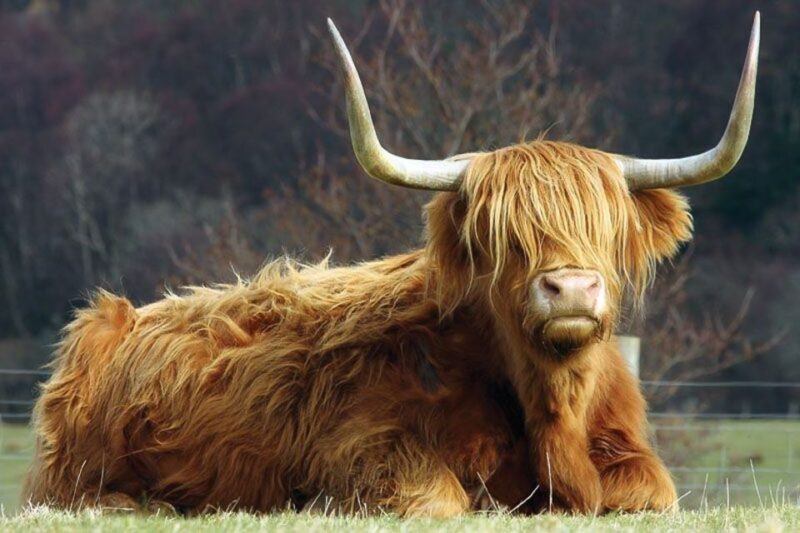 From Glasgow: Oban, Glencoe & West Highland Castles Day Trip - FAQs