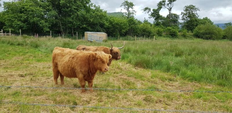 From Glasgow: Scotland Sightseeing Tour Shore Excursion - Who Is This Tour Best For?