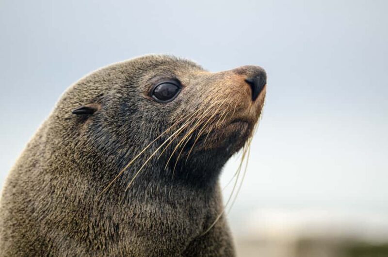 From Goolwa: Murray Mouth Cruise - FAQ