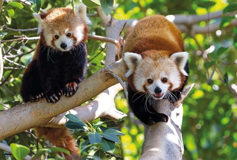 From Gran Canaria: Day Trip to Loro Parque Tenerife - What to Expect on the Tour