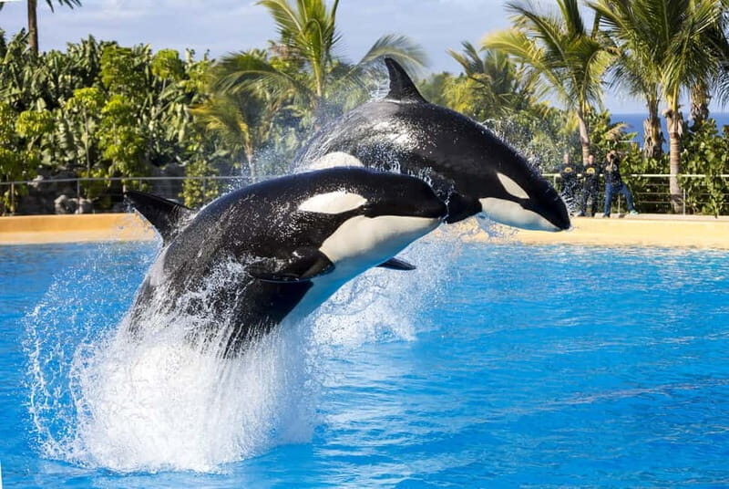 From Gran Canaria: Day Trip to Loro Parque Tenerife - Cost and Value