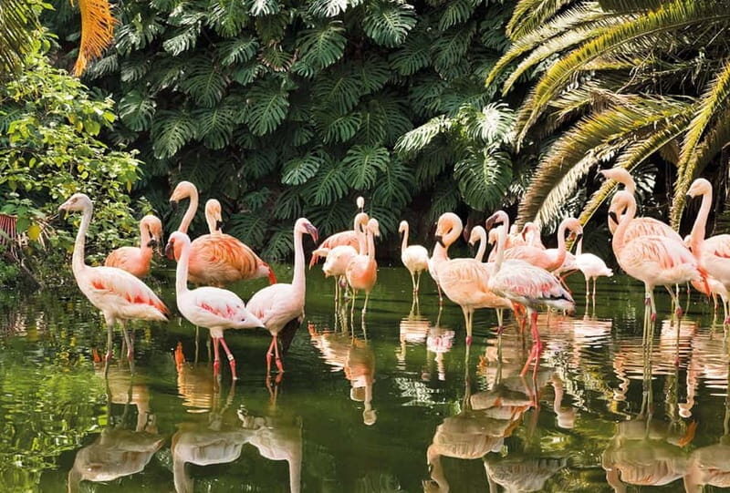 From Gran Canaria: Day Trip to Loro Parque Tenerife - The Experience in Practice