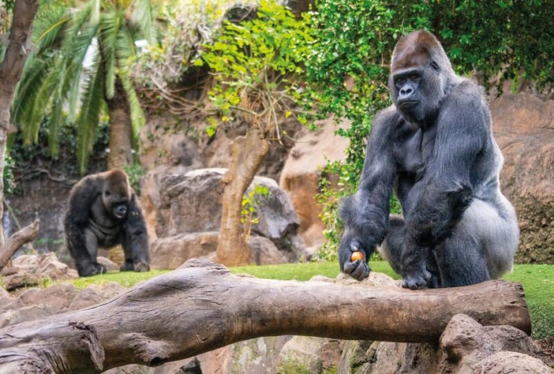 From Gran Canaria: Day Trip to Loro Parque Tenerife - Who Should Consider This Tour?