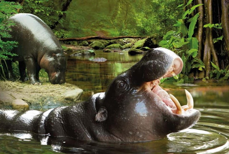 From Gran Canaria: Day Trip to Loro Parque Tenerife - FAQ