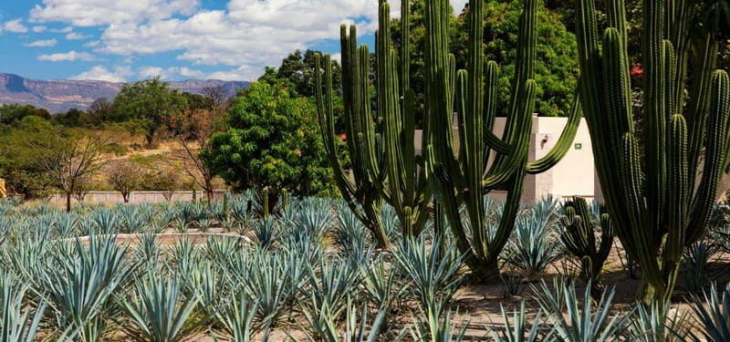 From Guadalajara to Tequila and Teuchitlan: Motorcycle Tour - The Experience in Detail