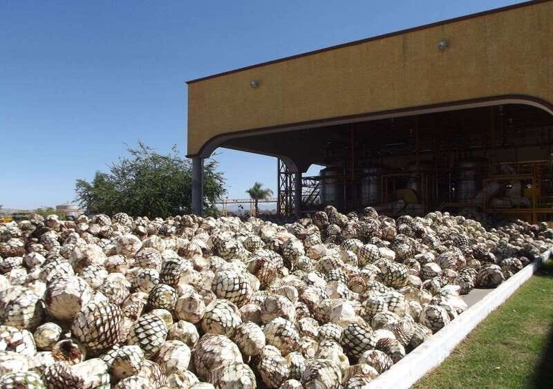 From Guadalajara: Visiting Hacienda Casa herradura. Unique! - An Honest Look at the Hacienda Casa Herradura Tour