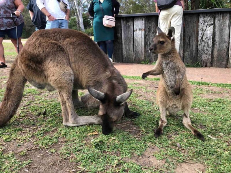 From Haymarket: Hunter Valley Wine and Wildlife Day Trip - Tasting the Flavors of Hunter Valley