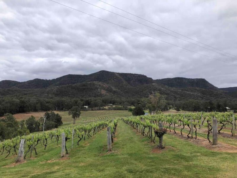 From Haymarket: Hunter Valley Wine and Wildlife Day Trip - The Value in the Experience