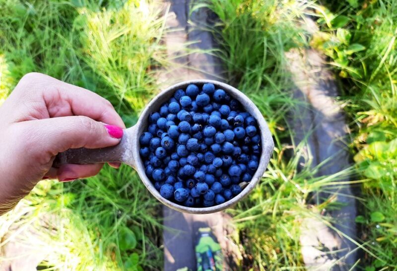 From Helsinki: Berry Picking Day Trip in a National Park - The Experience Itself: A Closer Look