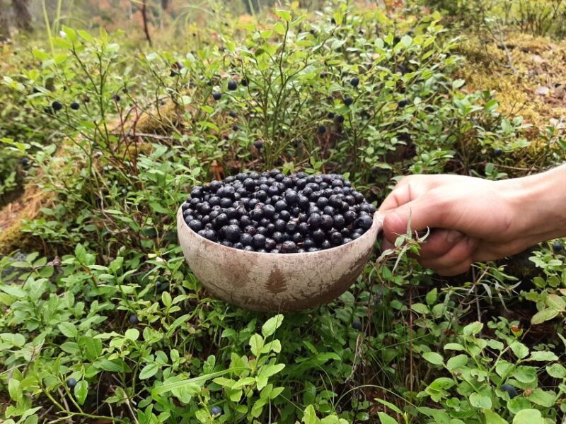 From Helsinki: Berry Picking Day Trip in a National Park - Final Thoughts